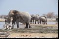 etosha2008bild036.jpg