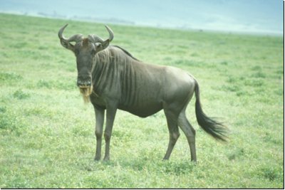 tanzania1990bild020.jpg