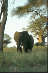 tanzania1990bild031.jpg