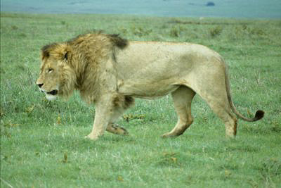 bild_gross_tanzania_021.jpg