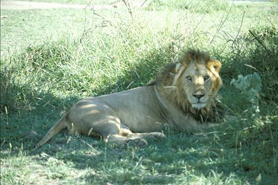bild_gross_tanzania_027.jpg