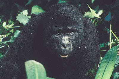 bild_gross_uganda_008.jpg