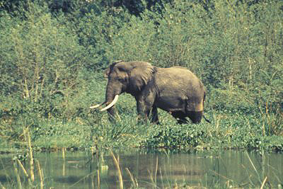 bild_gross_uganda_026.jpg