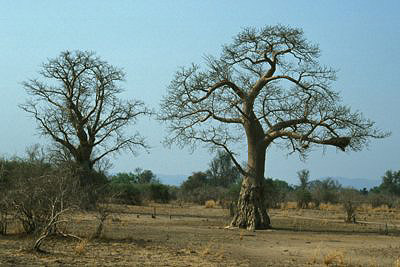 bild_gross_zambia_032.jpg