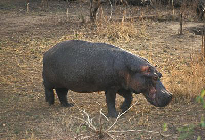 bild_gross_zambia_036.jpg